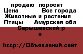 продаю  поросят  › Цена ­ 1 000 - Все города Животные и растения » Птицы   . Амурская обл.,Серышевский р-н